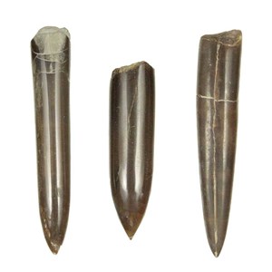 Rostre bélemnite cylindroteuthis